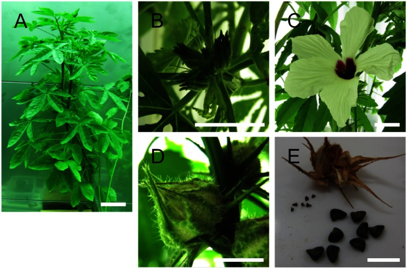 Figure 5. Flowering and seed maturation of regenerated kenaf. (A) Regenerated kenaf grown on soil in a growth chamber. (B–E) Representative images of flower buds (B), a flower (C), an immature seed pod, and matured seeds (E). Bars=10 cm in A and 1 cm in B–E.