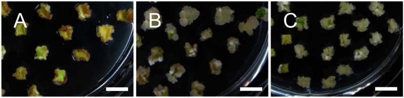 Figure 2. Effect of inorganic basal salts for callus induction from cotyledons. Calli were induced from cotyledon pieces on CIM composed of Gamborg B5 (A), 1/2 MS (B), or MS (C) supplemented with 1.5 mg l−1 of BA and 0.01 mg l−1 of IBA by cultivating for three weeks. Bars=10 mm.