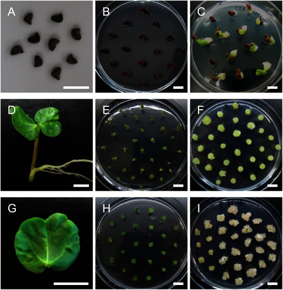 Figure 1. Callus induction from kenaf seed, hypocotyl, and cotyledon. (A–C) Callus induction from kenaf seeds. Kenaf seeds (A) were sterilized and then were placed on CIM (B). Calli were induced from the seeds by cultivating on CIM for one week (C). (D–F) Callus induction from the kenaf hypocotyl. Hypocotyls from 10-day-old seedlings (D) were cut and placed vertically on CIM (E). Calli were induced from the fragmented hypocotyls by cultivating on CIM for one week (F). (G–I) Callus induction from the kenaf cotyledon. Cotyledons from 10-day-old seedlings (G) were cut into small pieces and then were cultivated on CIM (H). Calli were induced from cotyledon pieces by cultivating on CIM for three weeks (I). Bars=10 mm.