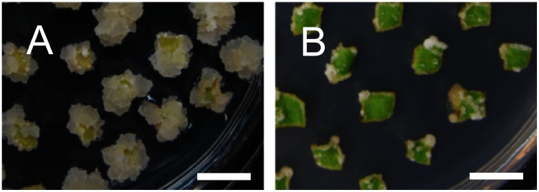 Figure 3. Effect of solidification reagents on callus induction from cotyledons. Calli were induced from cotyledon pieces on MS medium containing 1.5 mg l−1 of BA and 0.01 mg l−1 of IBA, and 0.3% phytagel (A) or 0.8% agar (B) by cultivating for three weeks. Bars=10 mm.