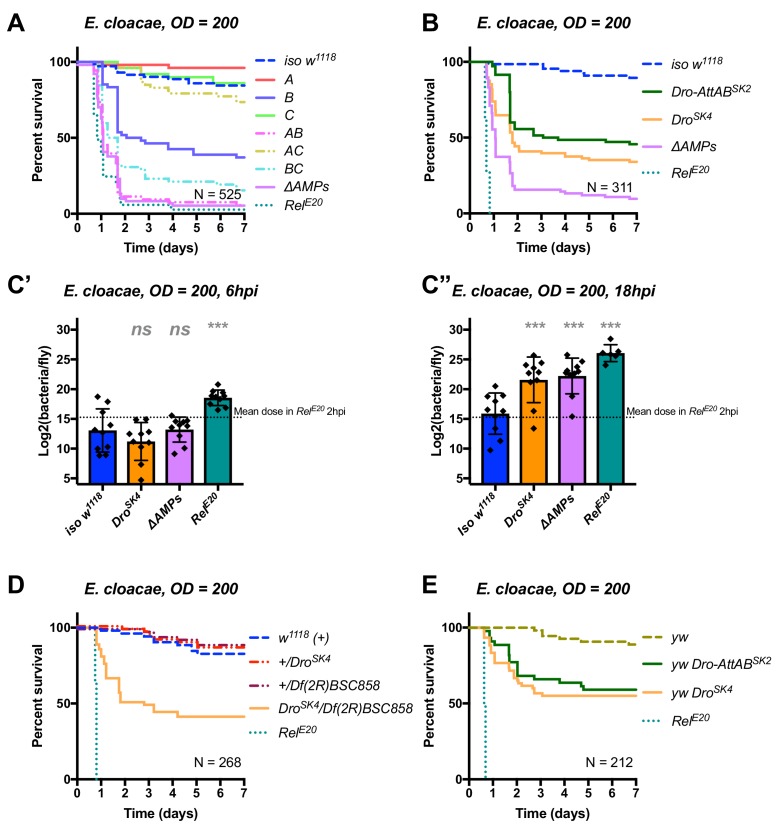 graphic file with name elife-48778-fig7.jpg