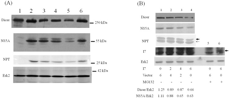 Fig 5