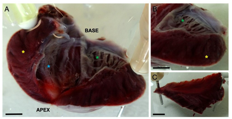 Fig. 3