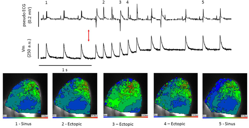 Fig. 7