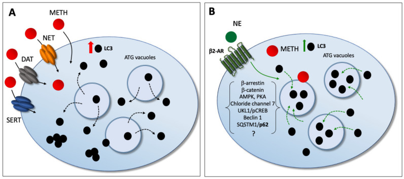 Figure 21