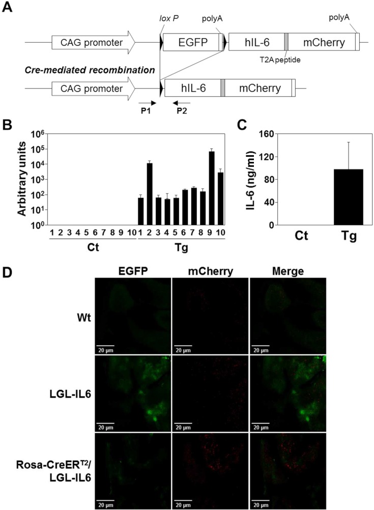 Fig. 2.