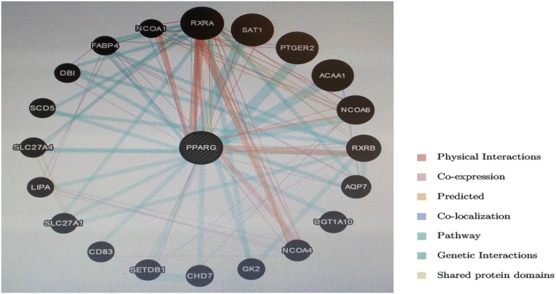 Computational Determination Of Human Pparg Gene: Snps And Prediction Of 