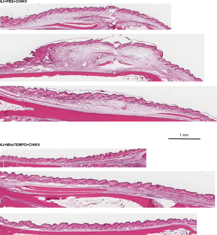 Figure 5—figure supplement 1.