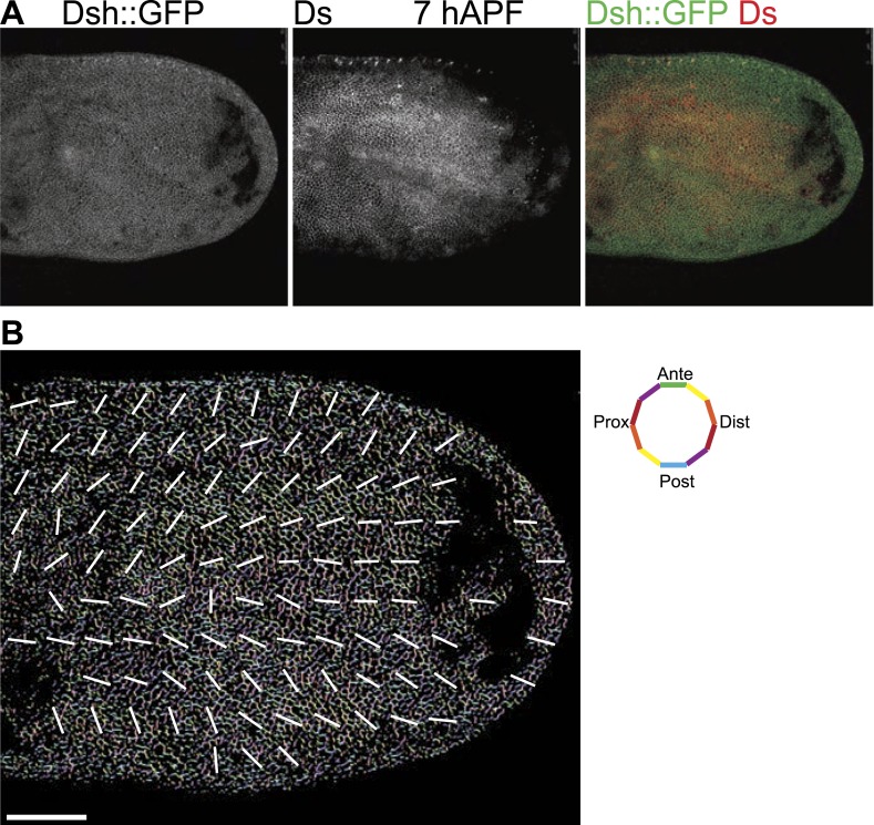 Figure 3—figure supplement 2.