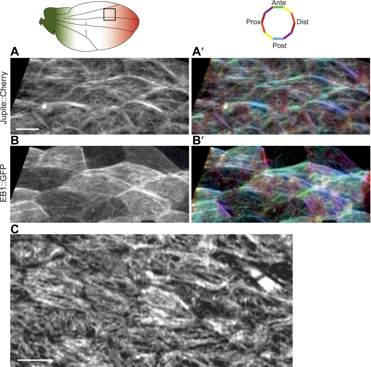 Figure 1—figure supplement 2.