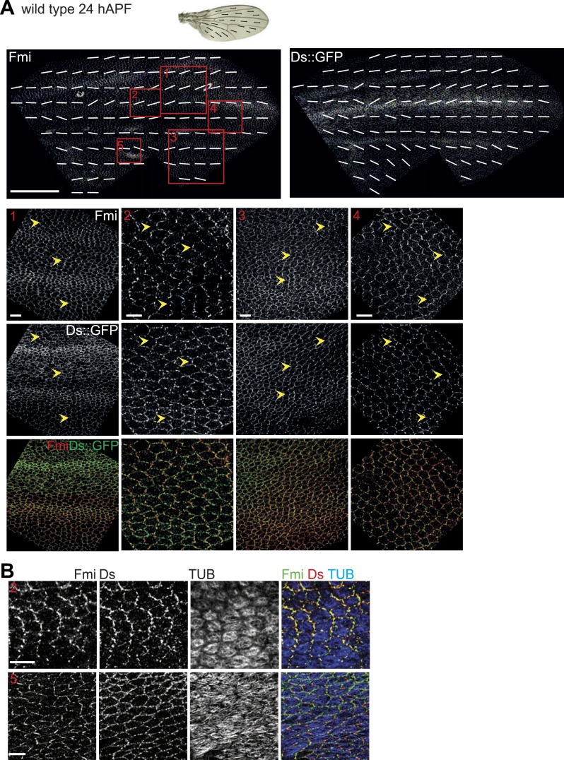 Figure 3—figure supplement 4.