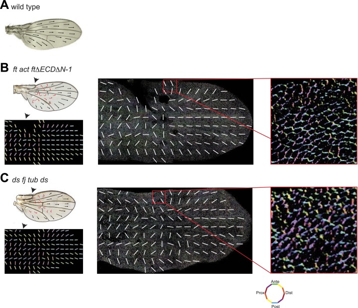 Figure 3—figure supplement 6.