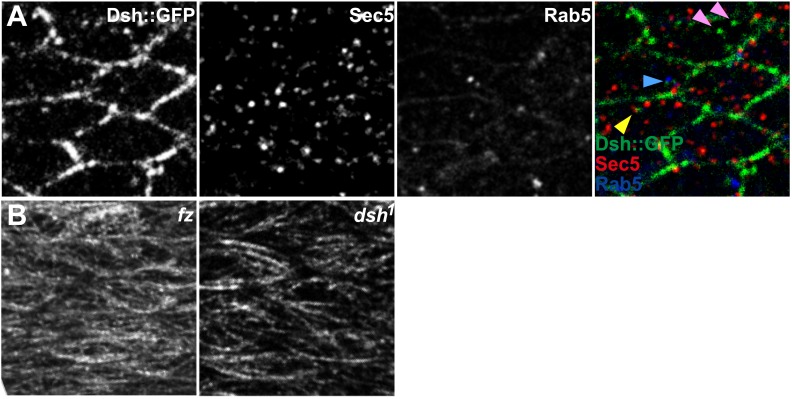 Figure 4—figure supplement 1.