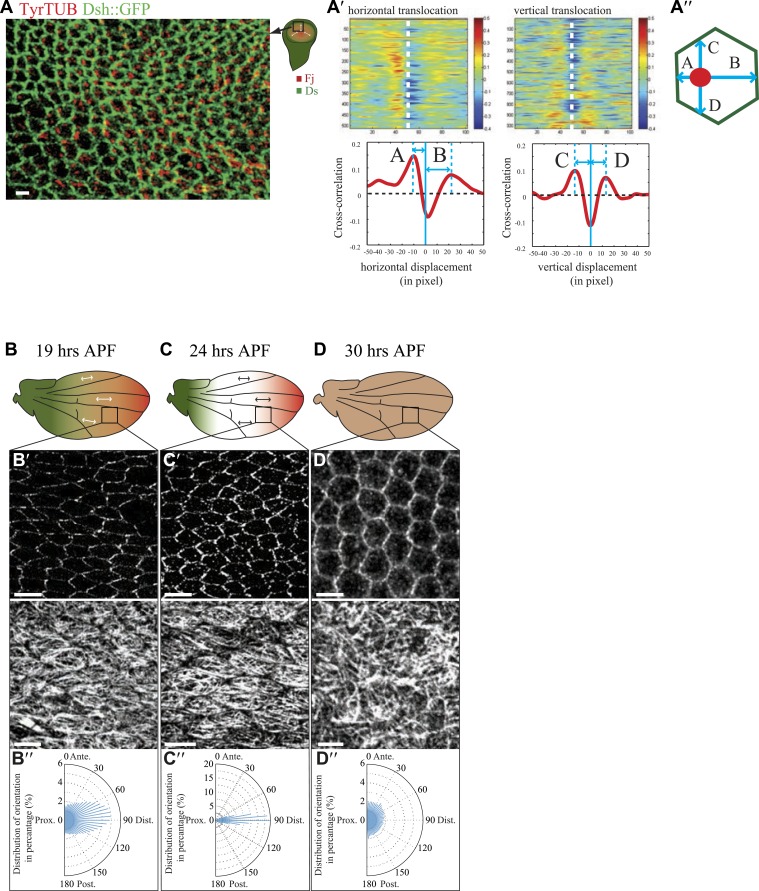 Figure 1—figure supplement 1.