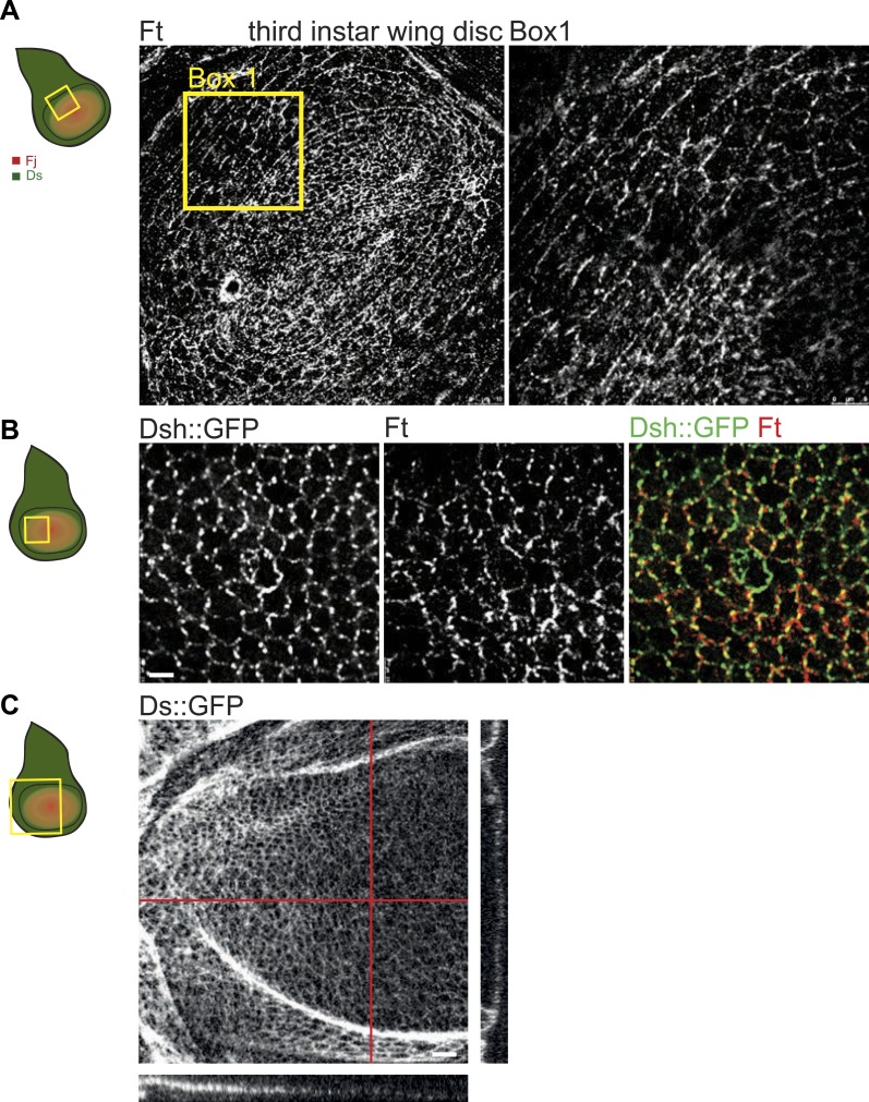 Figure 3—figure supplement 1.