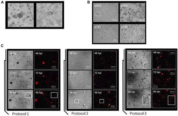 FIGURE 3