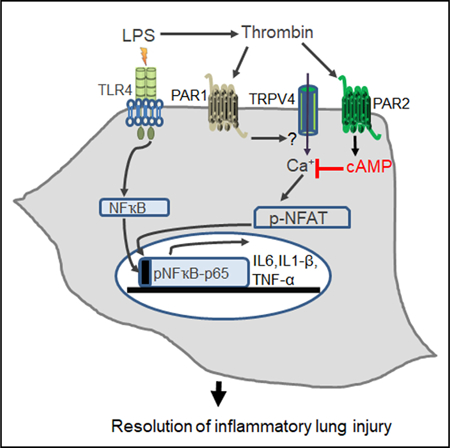 graphic file with name nihms-1527187-f0001.jpg