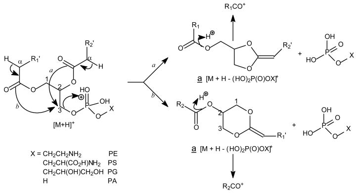 Scheme 2