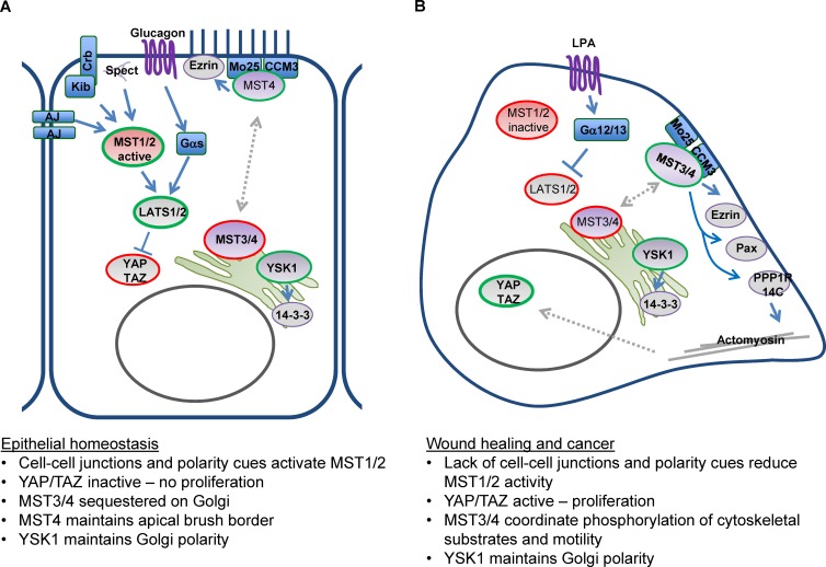 Figure 3.