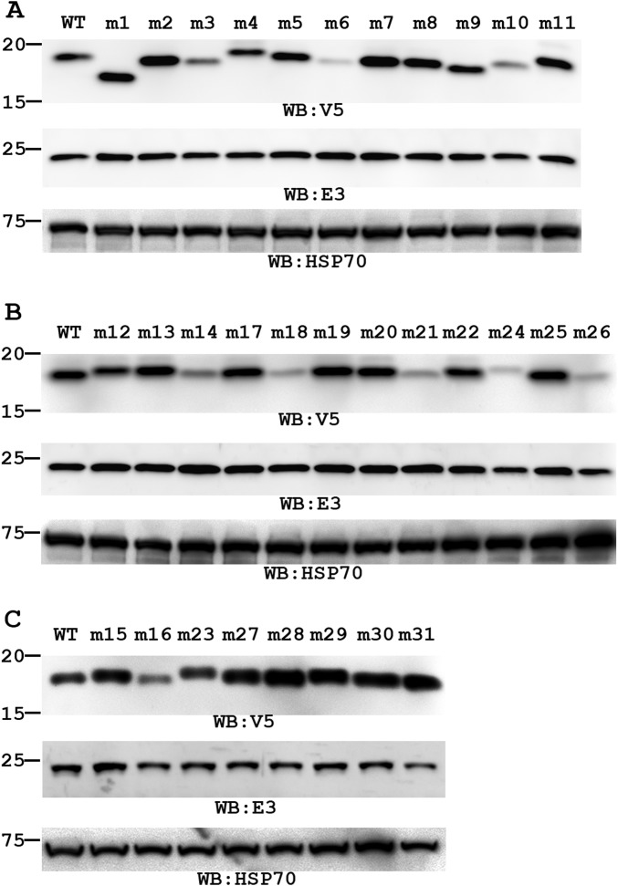 Fig. S4.