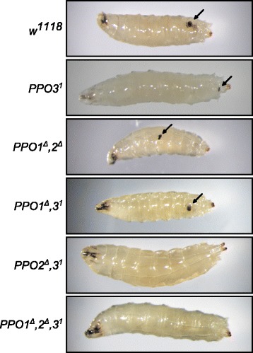 Fig. 6