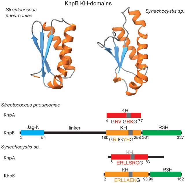 graphic file with name nihms-1754690-f0004.jpg