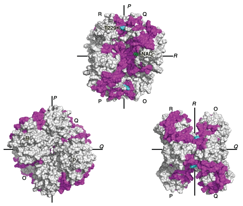 The sweet side of RNA regulation: glyceraldehyde-3-phosphate ...