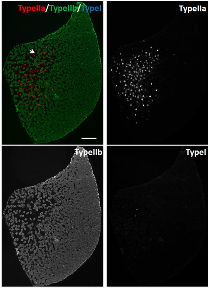 Figure 4.