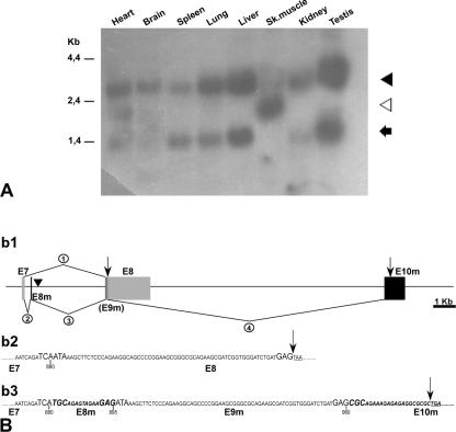 FIG. 1.