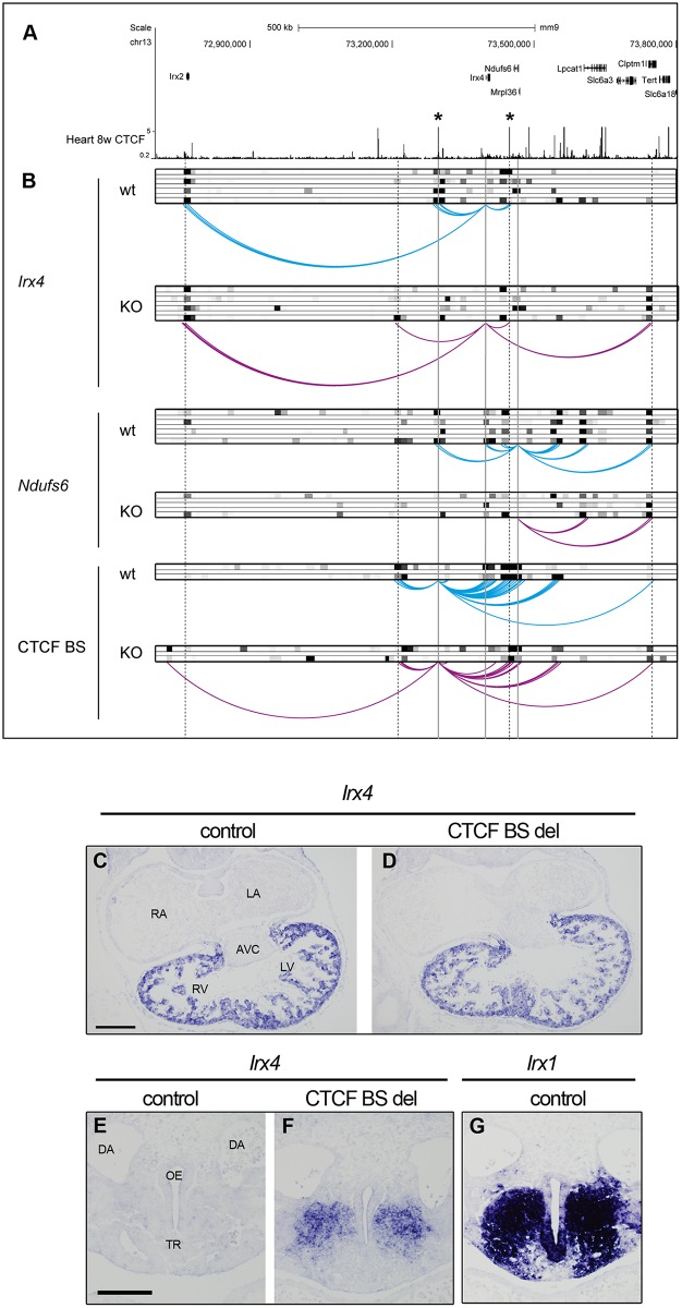 Fig 6