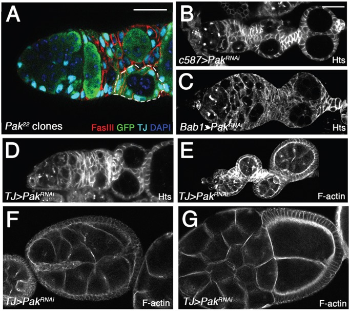 Fig. 4.