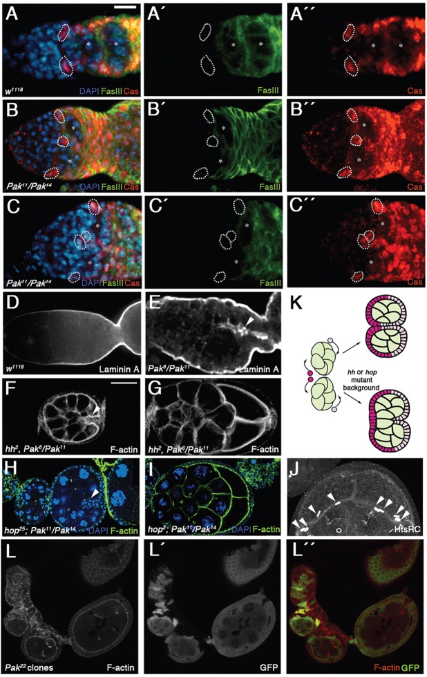 Fig. 3.