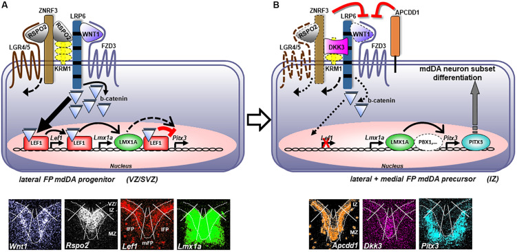 FIGURE 10