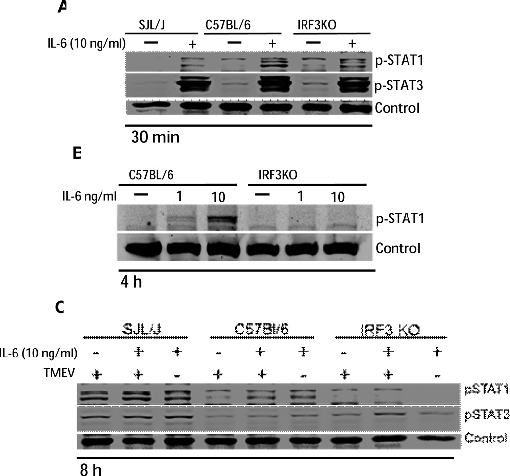 Fig 5