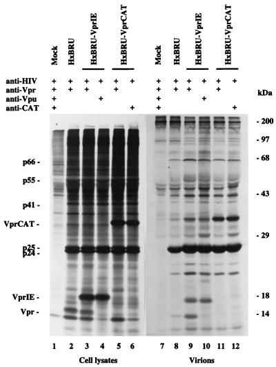 FIG. 1