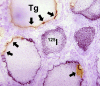 <b>FIG. 4.</b>