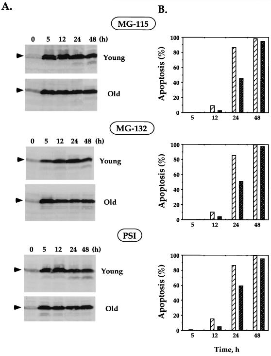 FIG. 6