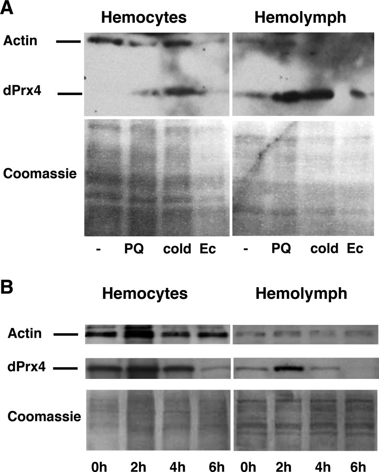 Figure 11.