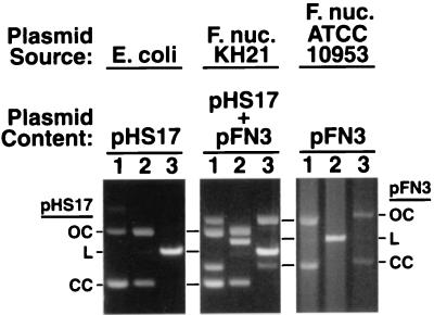 FIG. 3