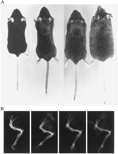 Fig 2.