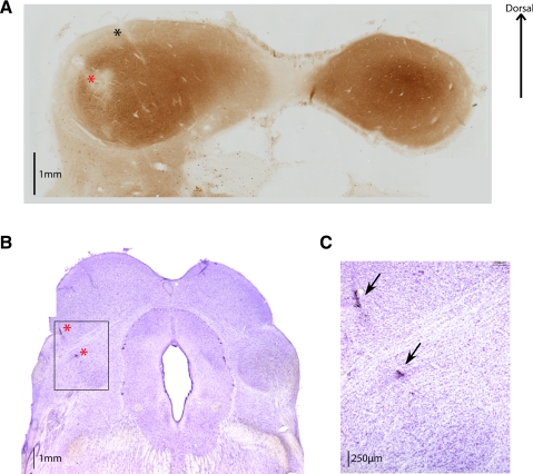 Fig. 11.