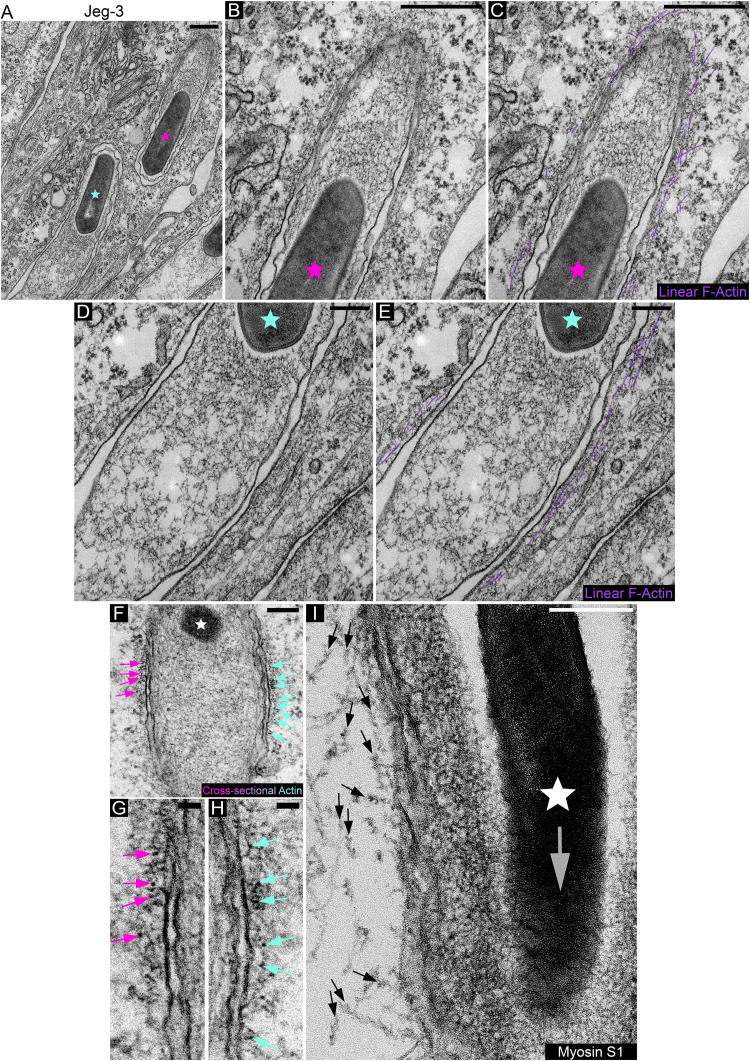 FIG 3