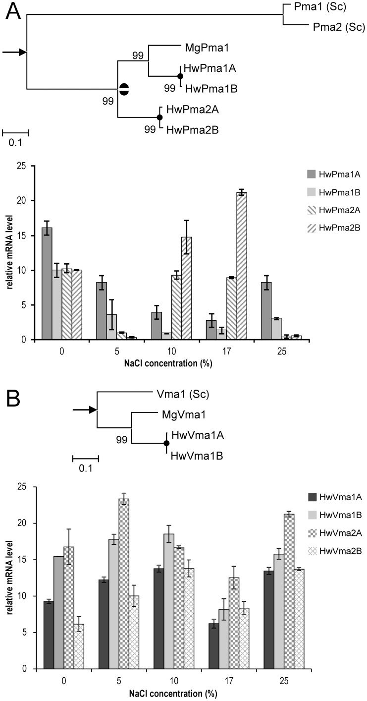 Figure 6