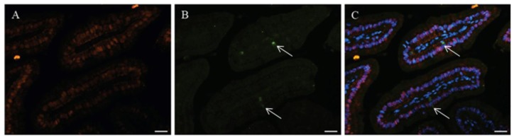 Figure 2.