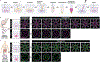 Extended Data Fig. 7 ∣