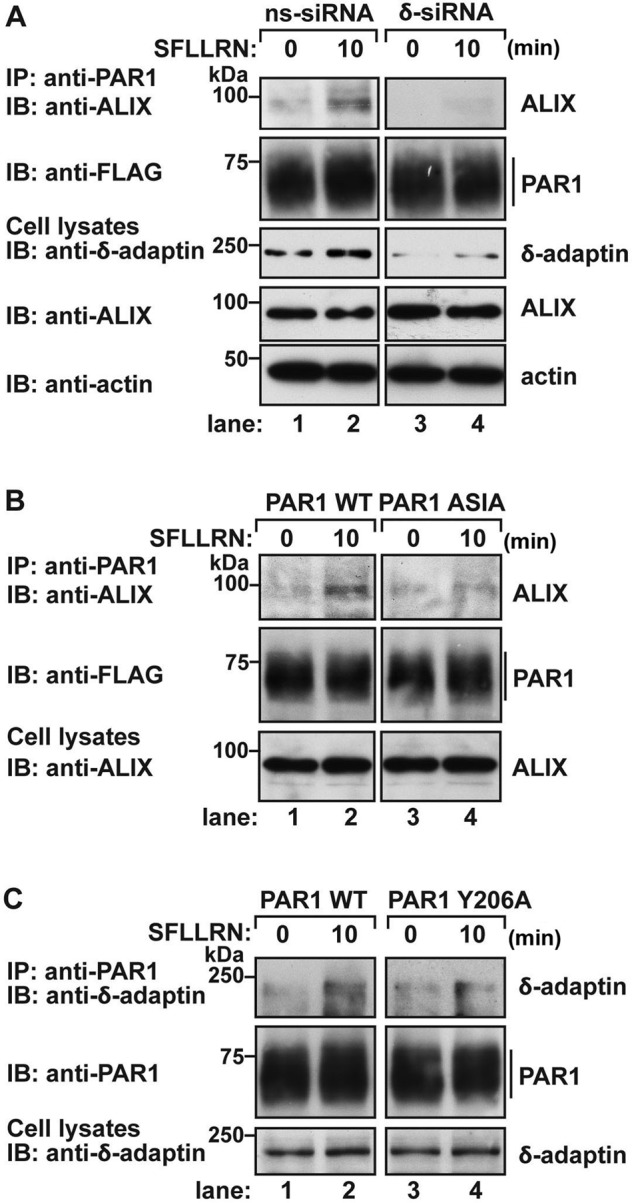 FIGURE 7: