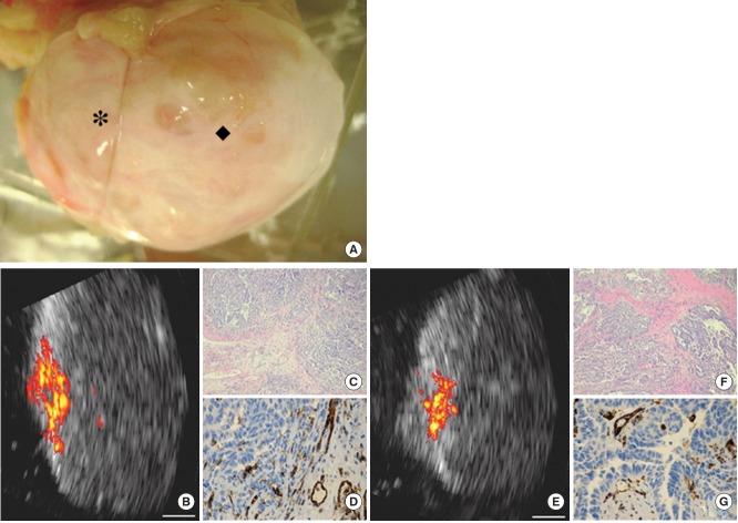 Fig. 10.