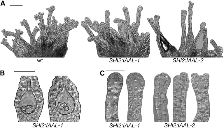 Figure 7.