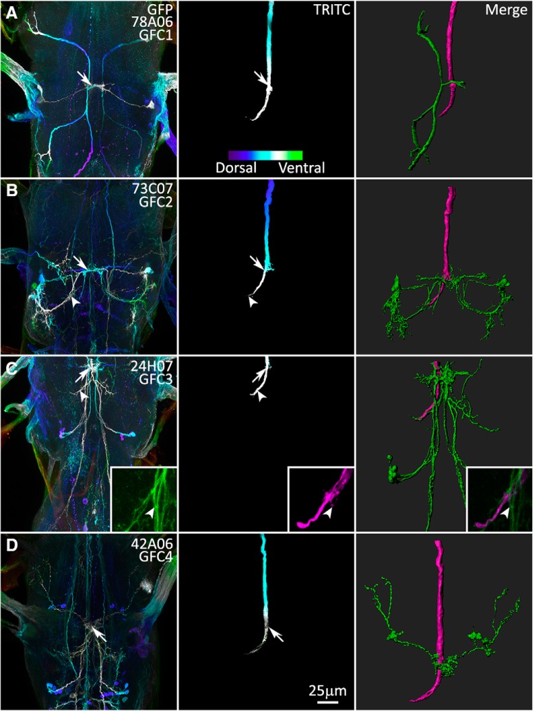 Figure 3.