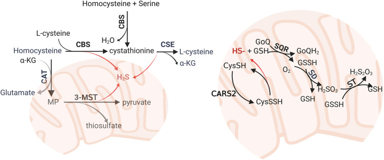 FIGURE 1